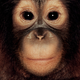 Illustration for article titled Primate portraits invite you to see apes as individuals